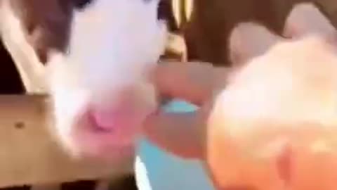 Funny Animals Doing Crazy Things!