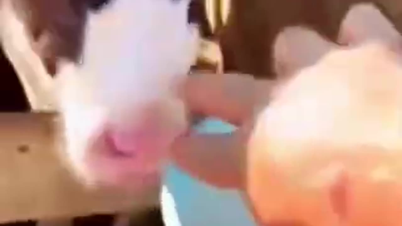 Funny Animals Doing Crazy Things!