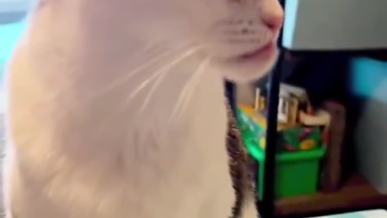 Cats with unique faces 😂🤣