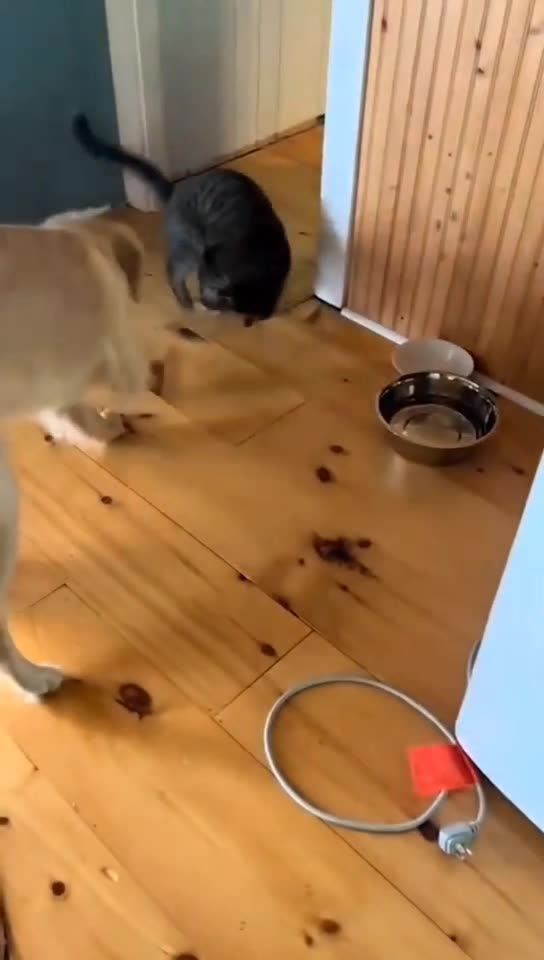 Funny Animals -Funny Pets