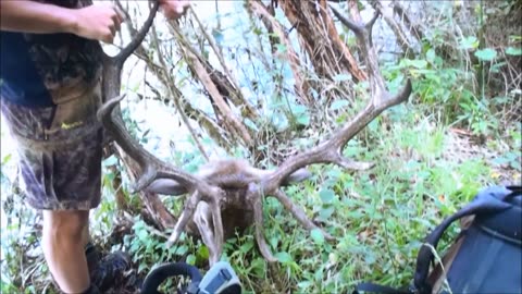 Big 12 point red stag, fly camping trip