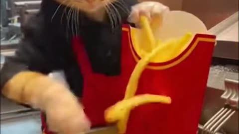 If Cats Worked Fast Food Jobs