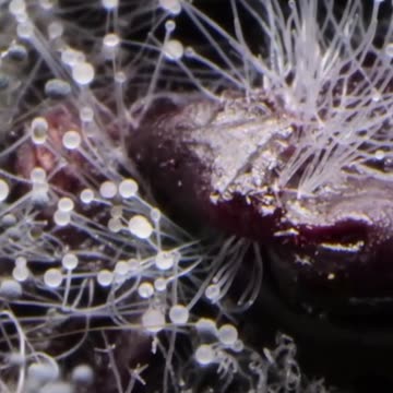 Frutta Congelata: Cosa Sapere Prima di Consumarla?