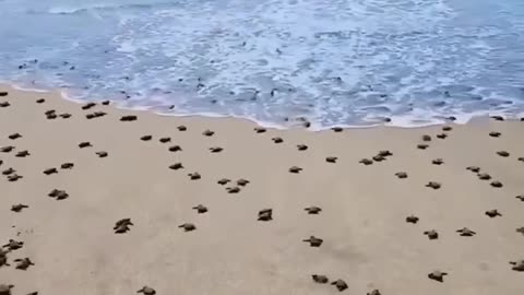 Baby Turtles Going to Sea