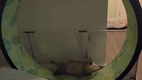 After eating too much during the holidays