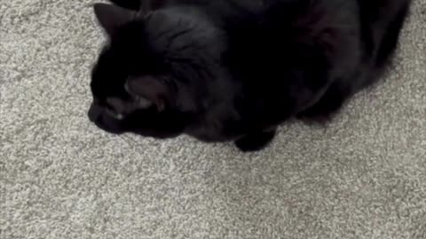 Cute Precious Piper Keeps an Eye on Everything - My Adopted Shelter Cat Vlog #shorts