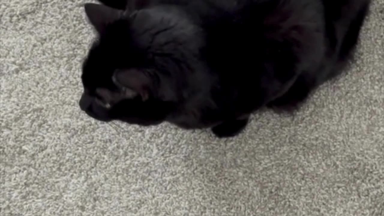 Cute Precious Piper Keeps an Eye on Everything - My Adopted Shelter Cat Vlog #shorts