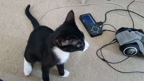 Chomusuke Being Crazy