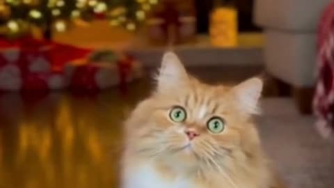 🐱🎄 My Cat Dramatically Fainted Over Christmas Decorations… I Can’t Stop Laughing 😂✨