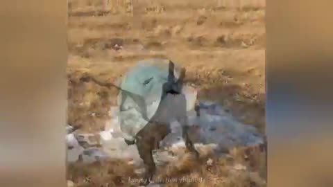 Funny ANIMAL Videos of Cats and Dogs🐶😺 Try Not To Laugh 2025😂