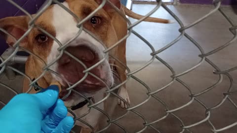 Kuma 1y Pet Id 948375 kennel 24 HSSAZ shelter I love her❤️20251004970