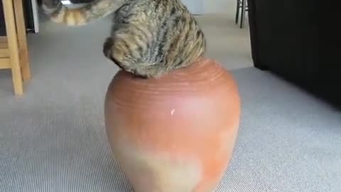 Fat Cat in Pot