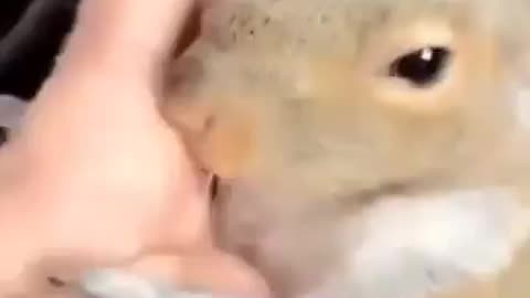 A squirrel that loves its owner very much.🐿️😃