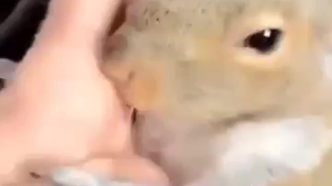A squirrel that loves its owner very much.🐿️😃