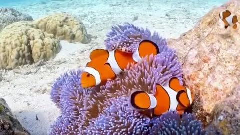 The cool fish in the ocean