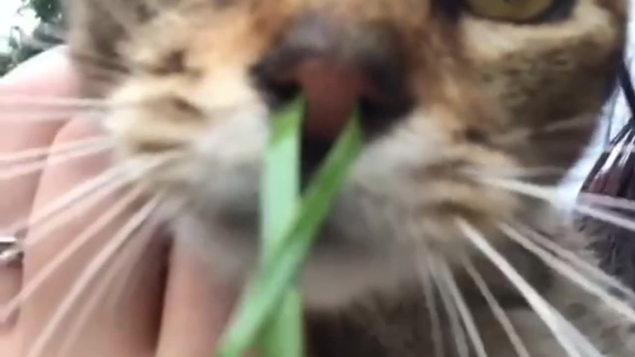 Funny animals