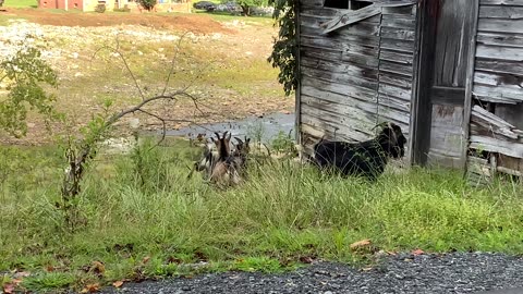 NW NC at The Treehouse 🌳 Goat Crossing on 19W West Burnsville near the TN border #yanceystrong