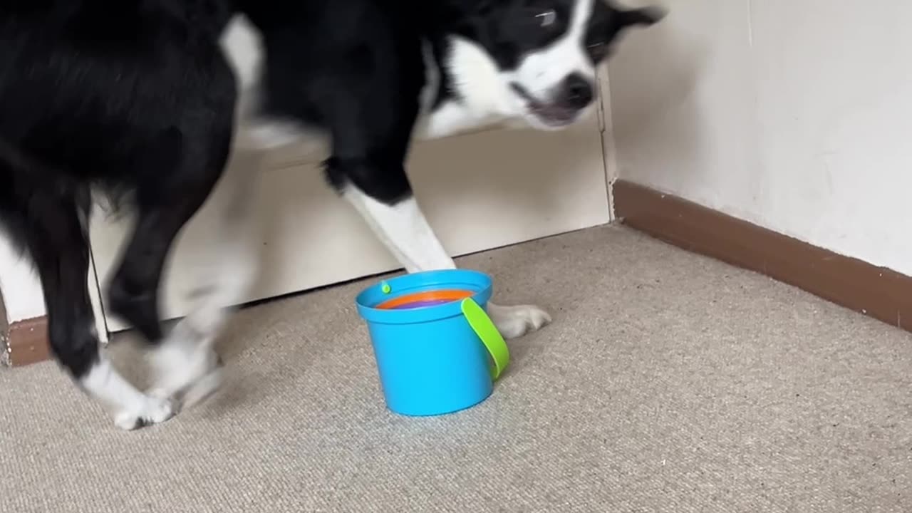 Simba Finds Stacking Cups Too Easy