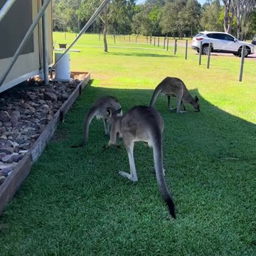 Australian kangaroos