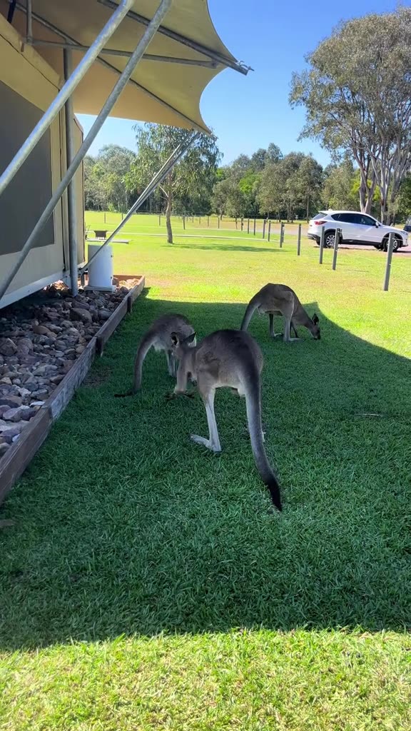 Australian kangaroos
