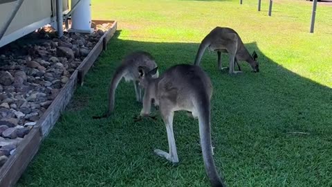 Australian kangaroos