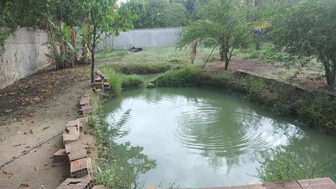 Tilapia do lago boa