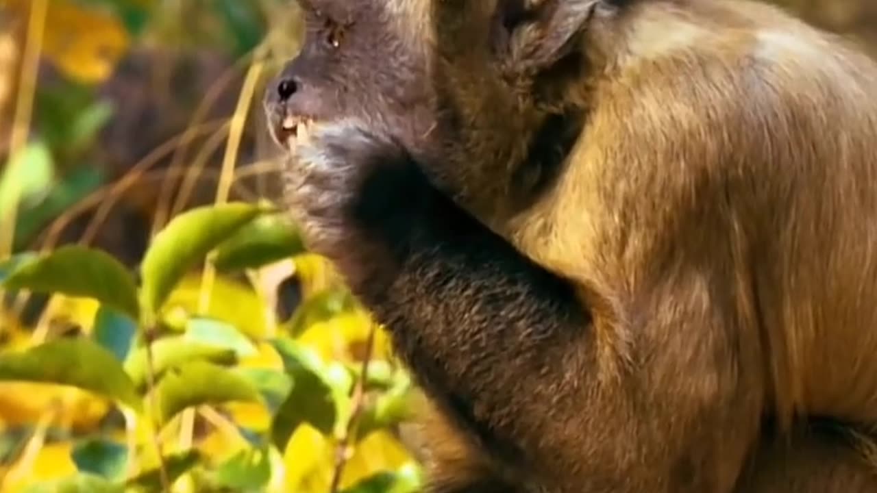 Monkey Thinking Level Very High