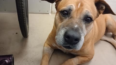 Kaia 8y A878948@TRN, from kennel 217 harrys haven PACC shelter 2me she's an easygoing gal20251116761