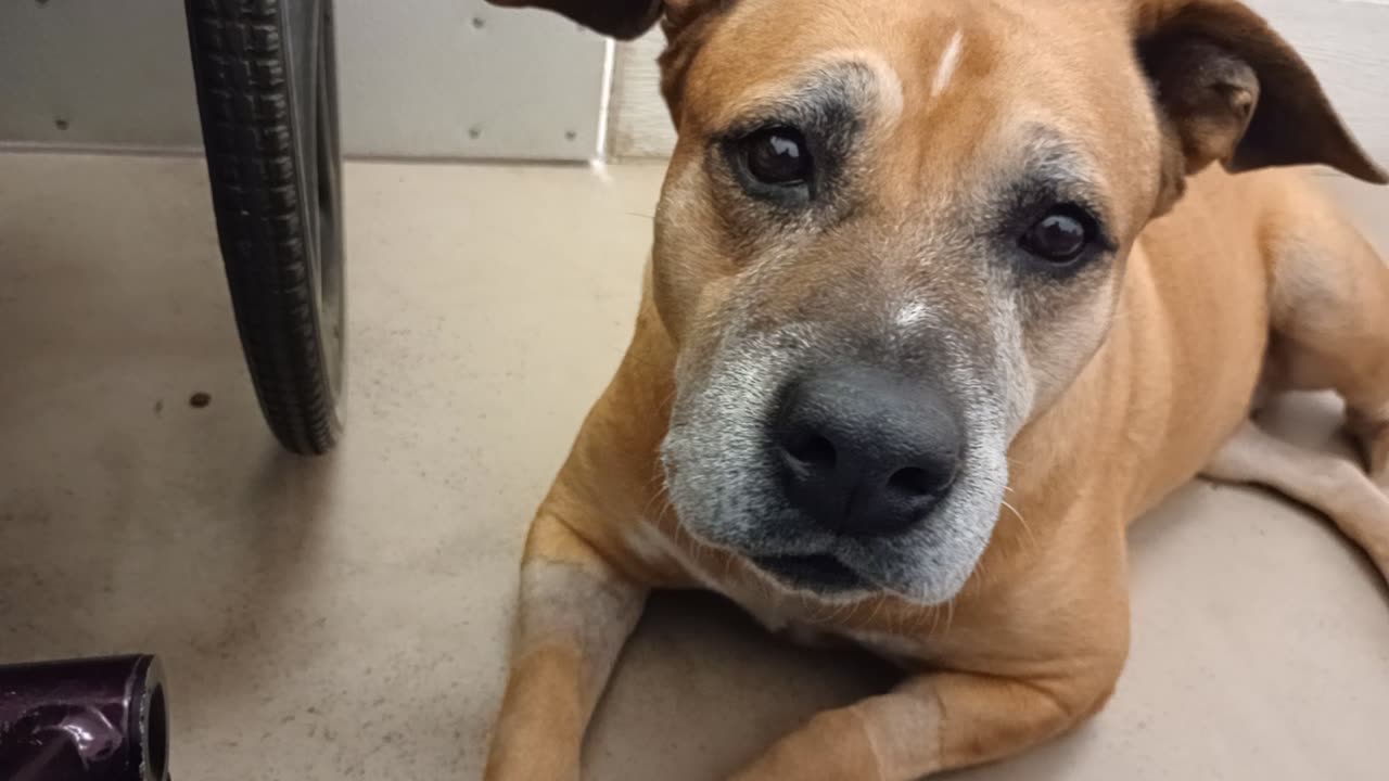 Kaia 8y A878948@TRN, from kennel 217 harrys haven PACC shelter 2me she's an easygoing gal20251116761