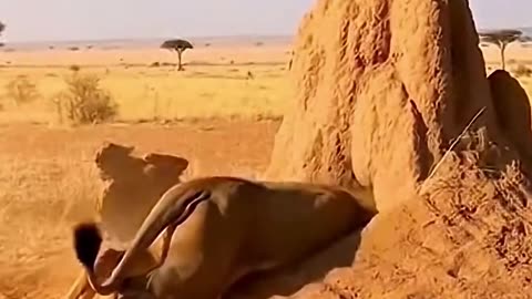 Warthog vs lion, funny moments