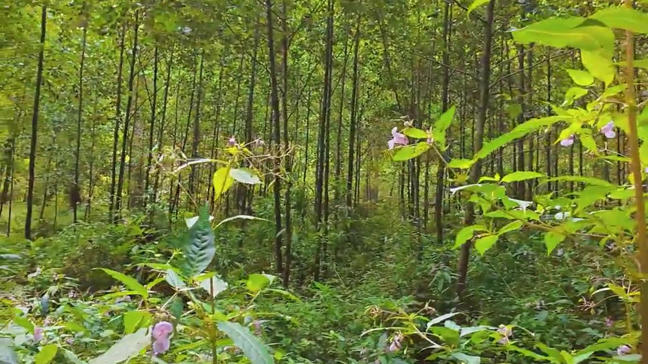 🤯🌿 Nature Pulses with Life! | FunFM