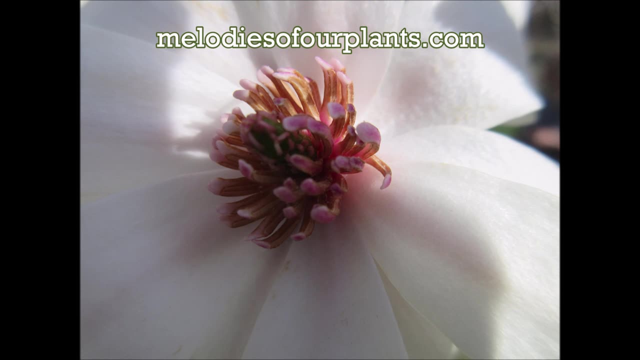 Such A Blessing Magnolia Tree April 2025