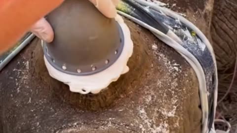 Kind people help a rhino following a dehorning procedure!