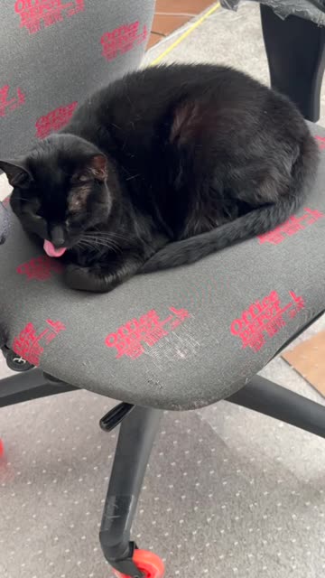 Cute Precious Piper is Comfortable in the Office - My Adopted Shelter Cat Vlog #shorts