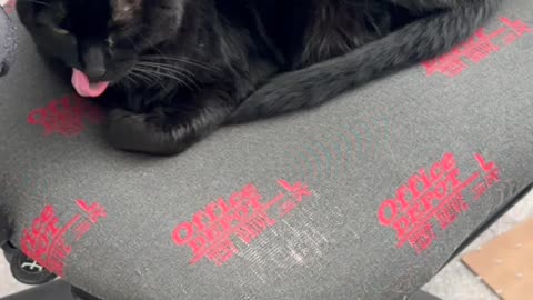 Cute Precious Piper is Comfortable in the Office - My Adopted Shelter Cat Vlog #shorts