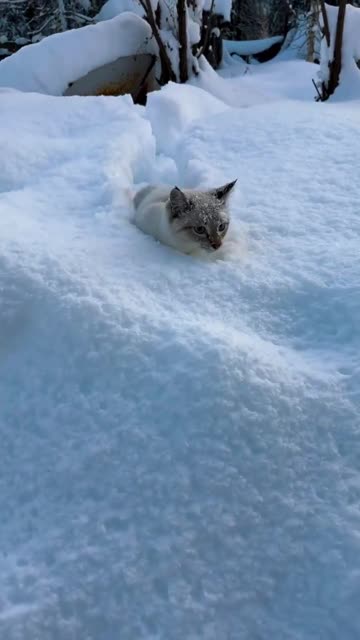 I will clear a path for you 🙏😊