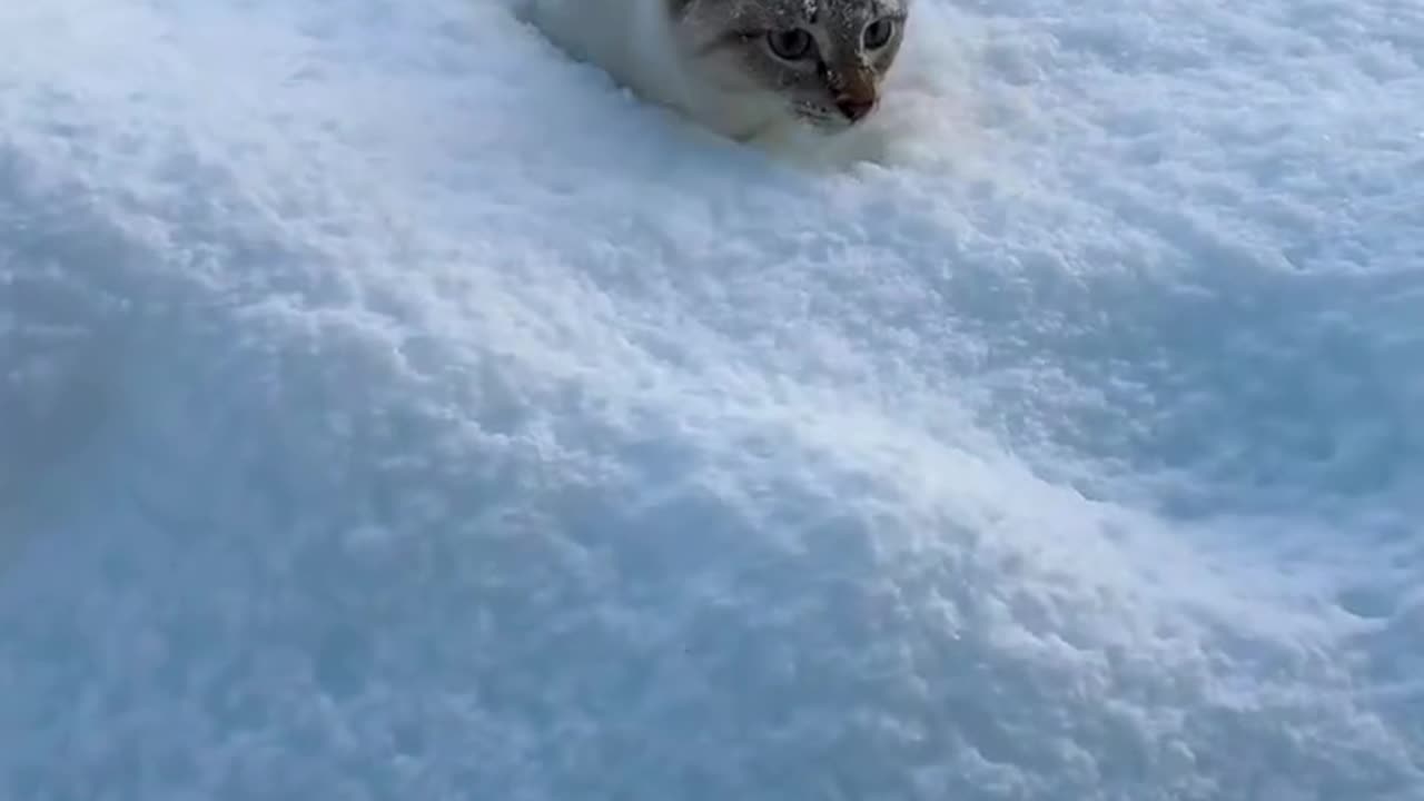 I will clear a path for you 🙏😊