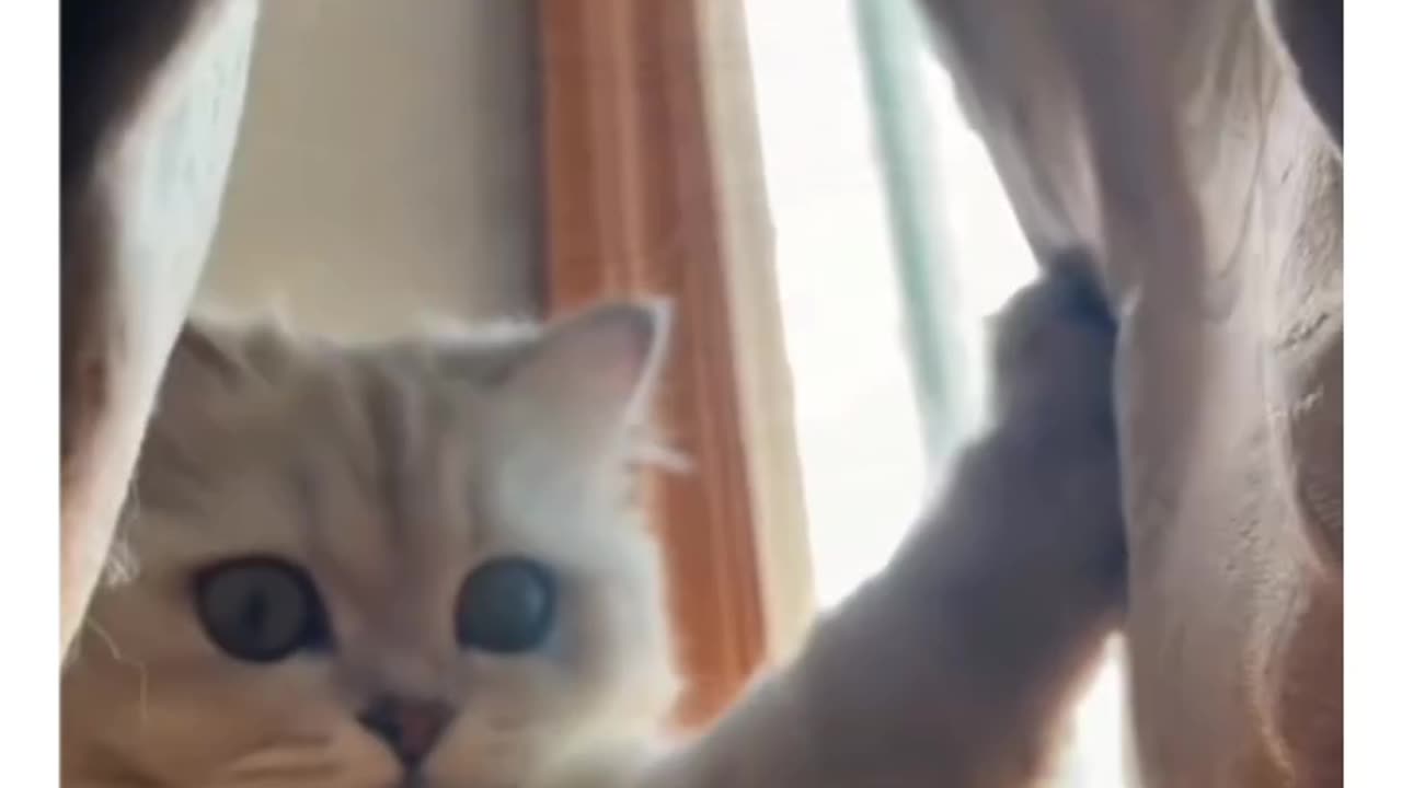 FUNNIEST MOMENT OF CATS AND DOGS😂🤪