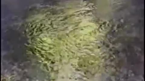 Nature Was My Teacher - The Vision of Viktor Schauberger