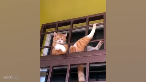 Funniest movement of cats that make you laugh part -9