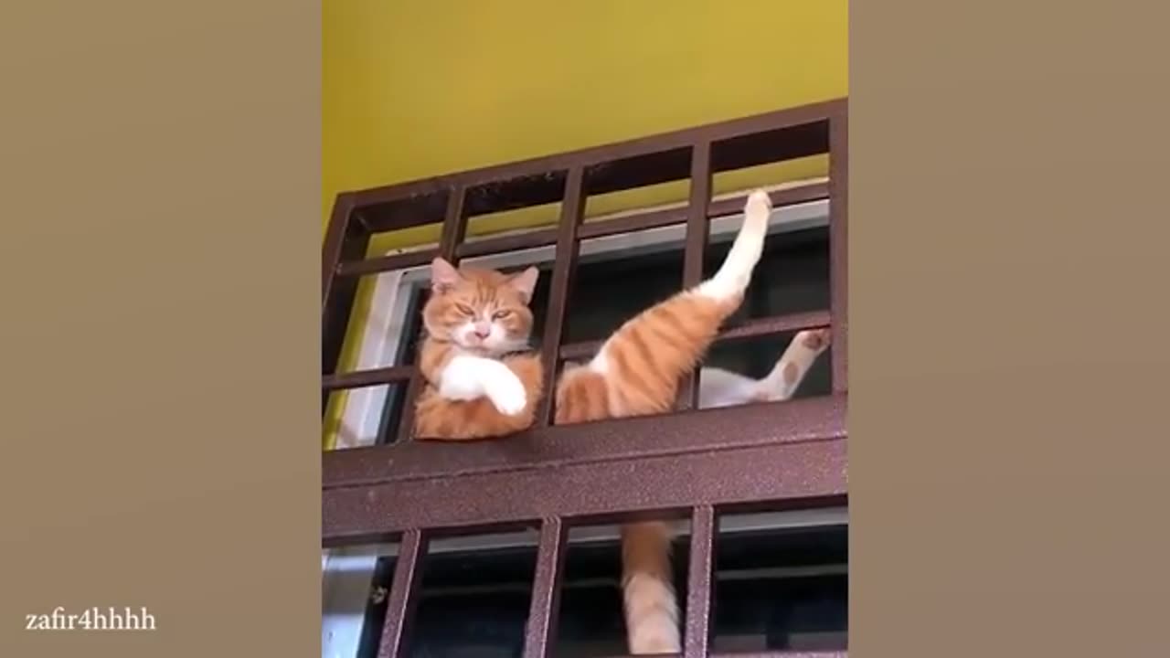 Funniest movement of cats that make you laugh part -9
