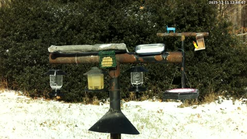 Bird Feeder in Western Maryland USA