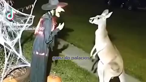 Kangaroo Homey - No Like!