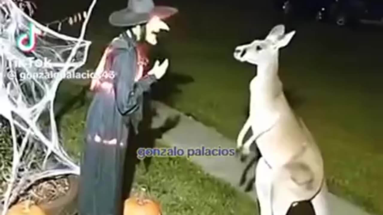 Kangaroo Homey - No Like!