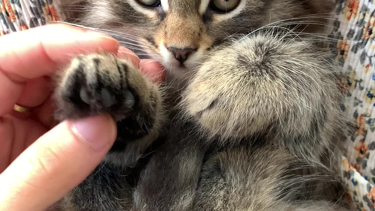 A cat playing . Cutee cat playing with him self