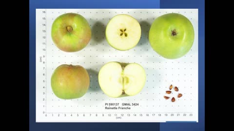 Momento Malum Today Episode 152 Chestnut Crabapple Origins