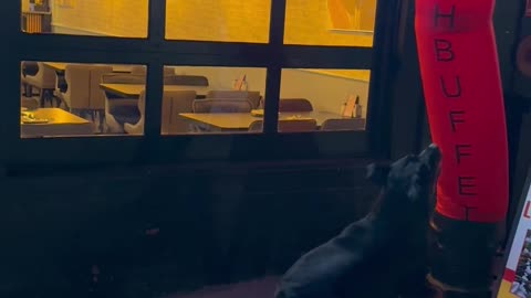 Rottweiler Plays With Wacky Waving Tube Man