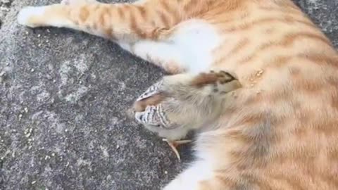 Cat