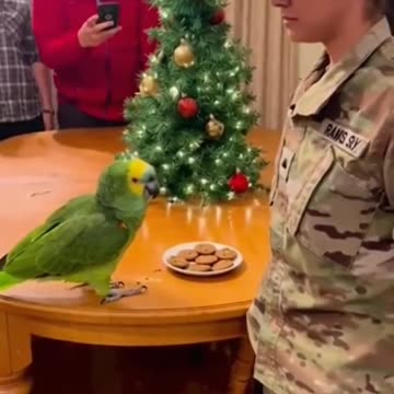 Papagoi Did nothing Out #papagoiecho #talkingparot #funny #parrot #duet #birds #funnyanimals #comedy