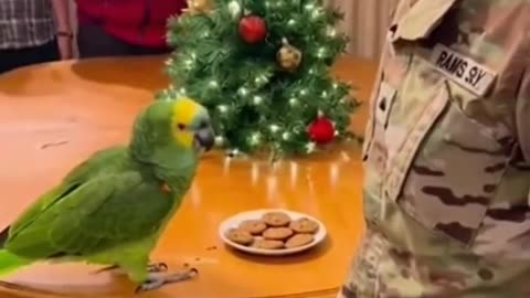 Papagoi Did nothing Out #papagoiecho #talkingparot #funny #parrot #duet #birds #funnyanimals #comedy